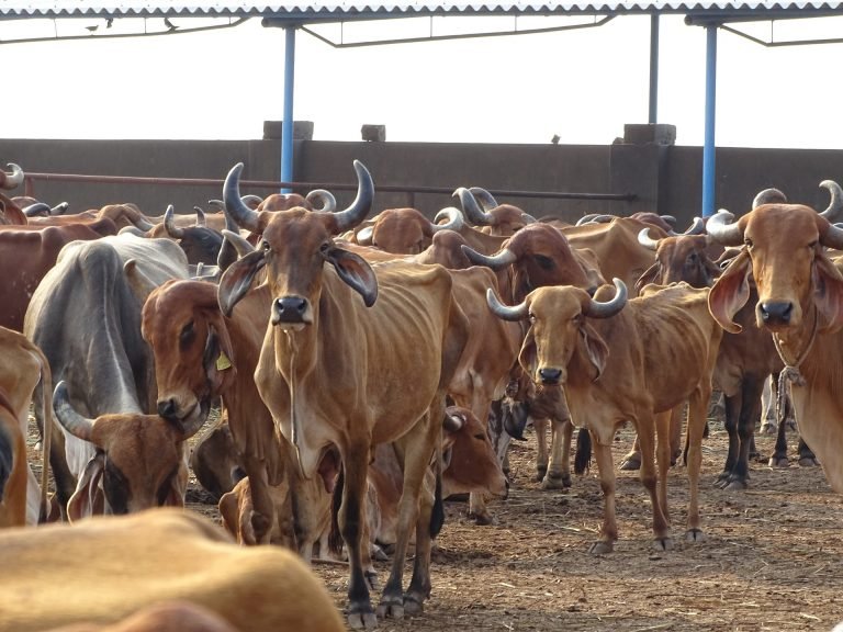 Cow shelter