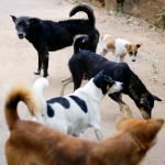 stray dogs