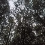 Green cover