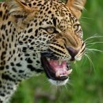 leopard