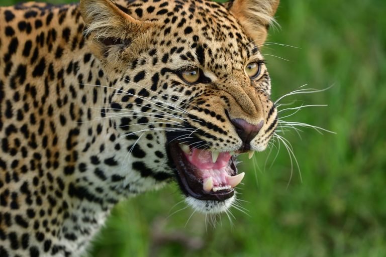 Leopard sighting at Mysuru Infosys campus sparks major search operation
