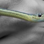 snakebite