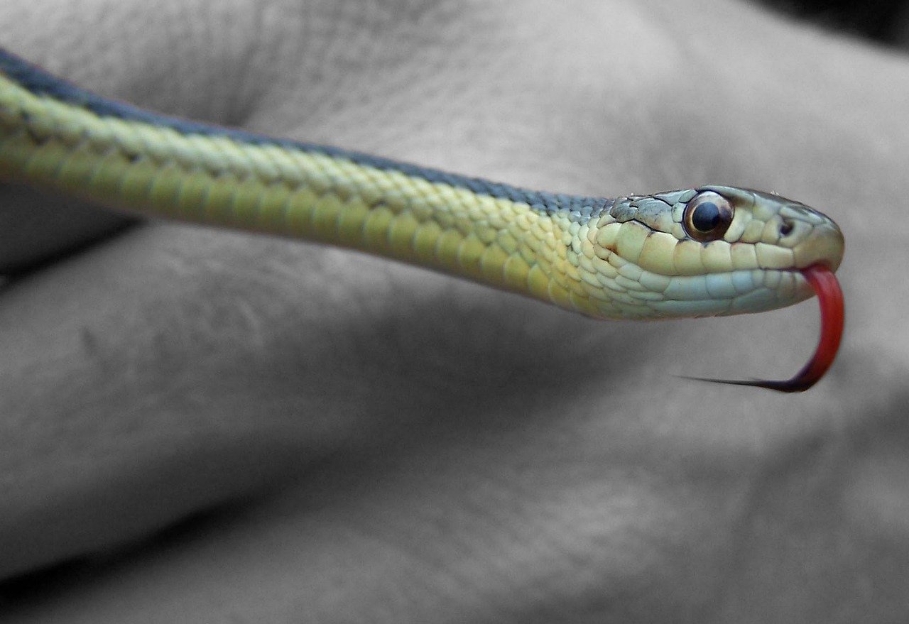 snakebite
