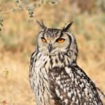 rock owl