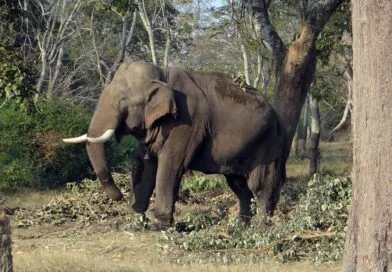 tusker