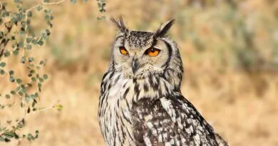 rock owl