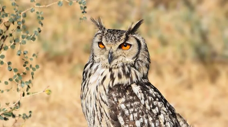 rock owl